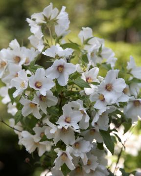 Pikkujasmike Belle Etoile 