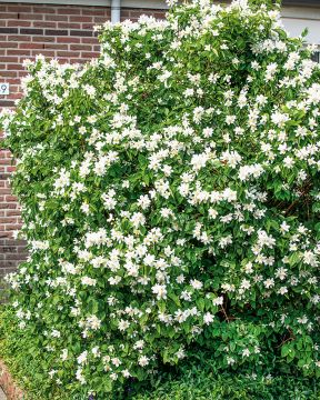 Pikkujasmike Belle Etoile 