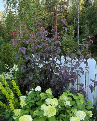 Purppuraheisiangervo Lady in Red