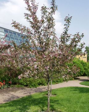 Purppuraomenapuu Kadetti