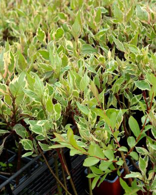 Pensaskanukka Miracle