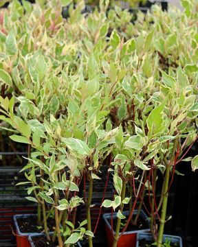 Pensaskanukka Miracle 3 kpl