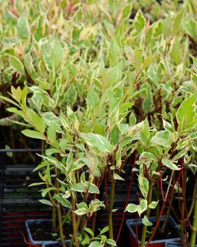 Pensaskanukka Miracle 3 kpl