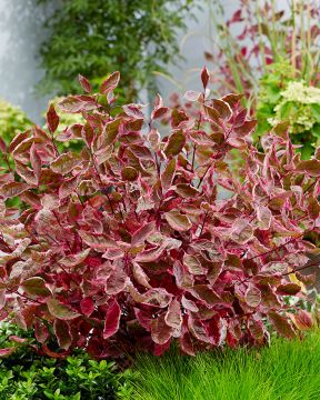 Pensaskanukka Miracle 3 kpl