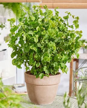 Peikonpähkinäpensas Scooter