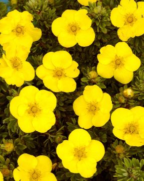 Pensashanhikki Hachmann´s Gigant 3 kpl