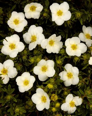 Pensashanhikki McKay´s White 3 kpl