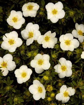 Pensashanhikki McKay´s White 3 kpl