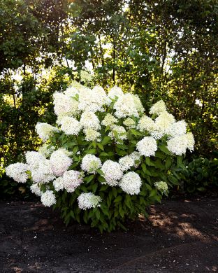 Japaninhortensia Living Royal Flower