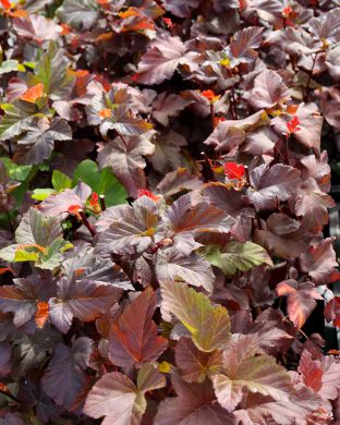 Heisiangervo Amber Jubilee