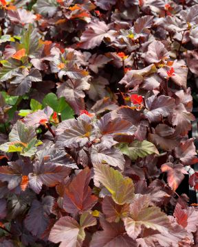 Heisiangervo Amber Jubilee