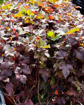 Heisiangervo Amber Jubilee