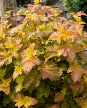 Heisiangervo Amber Jubilee