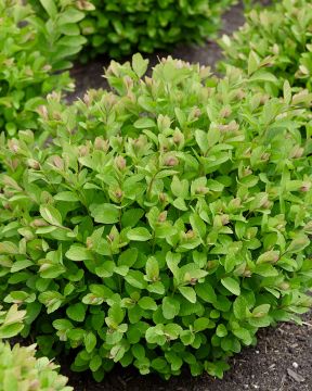 Koivuangervo Pink Sparkler 3 kpl