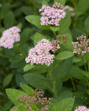 Koivuangervo Pink Sparkler 3 kpl