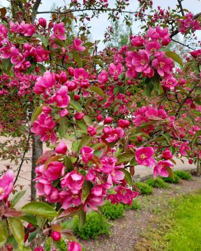 Purppuraomenapuu Kirjailija