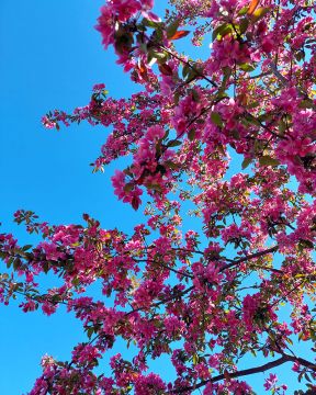 Purppuraomenapuu Kirjailija