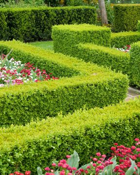 Isopuksipuun aitataimet 8 kpl