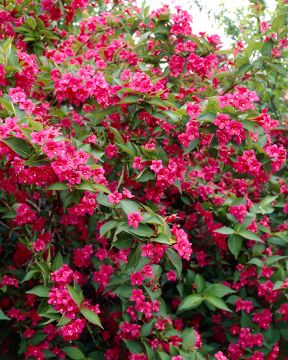 Tarhakotakuusama Bristol Ruby