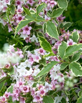 Komeakotakuusama Nana Variegata