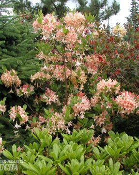 Puistoatsalea Chanel 