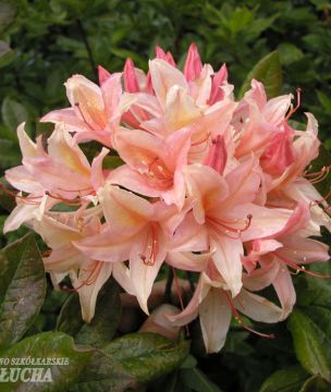 Puistoatsalea Chanel 