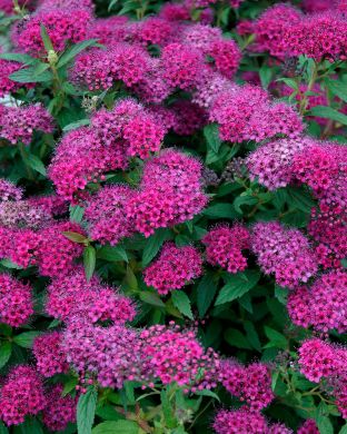 Tummajapaninangervo 3