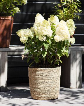 Japaninhortensia Living Sugar Rush