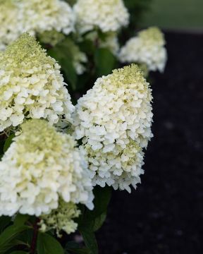 Japaninhortensia Living Sugar Rush