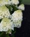 Japaninhortensia Living Sugar Rush