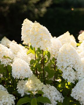 Japaninhortensia Living Sugar Rush