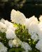 Japaninhortensia Living Sugar Rush