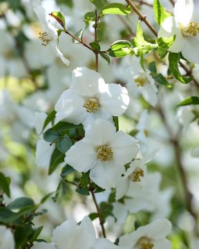 Pikkujasmike Petite Perfume White