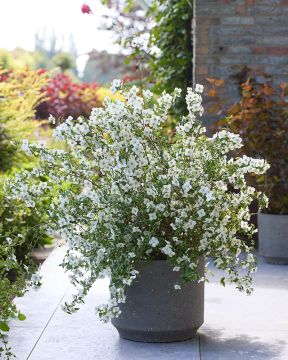 Pikkujasmike Petite Perfume White