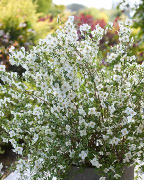 Pikkujasmike Petite Perfume White