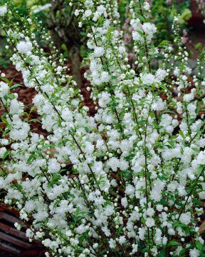 Mantelikirsikka Alba Plena