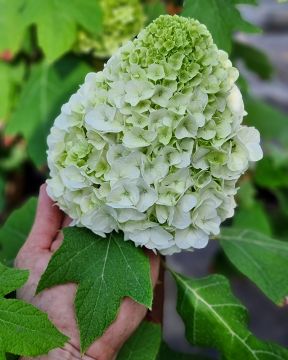 Tammihortensia Tara