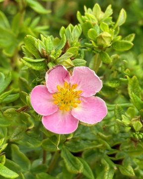 Pensashanhikki New Dawn 3 kpl