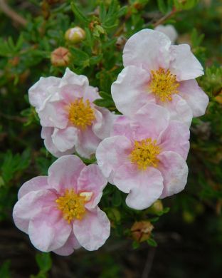 Pensashanhikki New Dawn 3 kpl