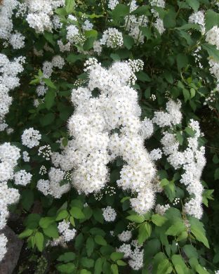 Idänvirpiangervo 3 kpl