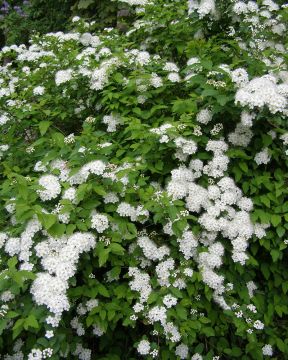 Idänvirpiangervo 3 kpl