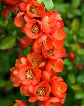 Japaninruusukvitteni