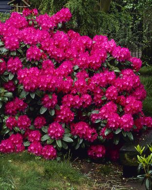 Puistoalppiruusu Nova Zembla 5 ltr