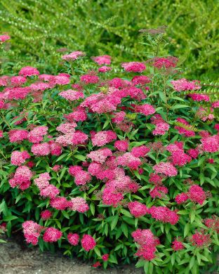 Tummaruusuangervo 3 kpl