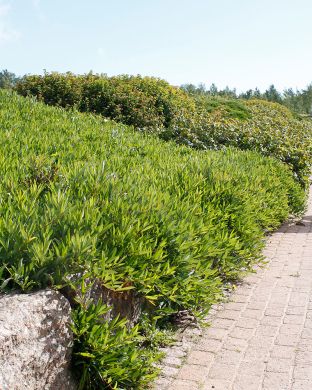 Lamohietakirsikka 3 kpl