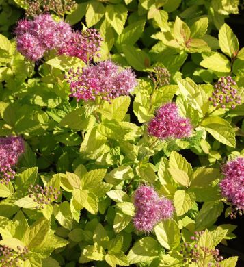 Keltajapaninangervo 3 kpl