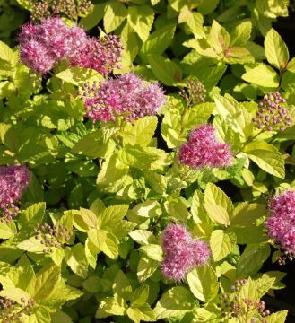 Keltajapaninangervo 3 kpl