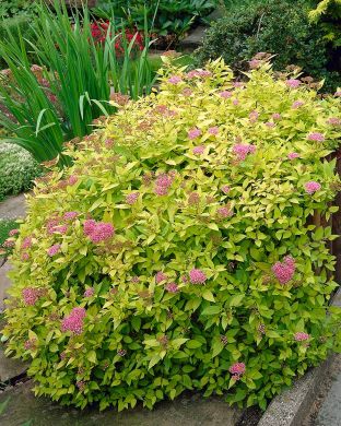 Keltajapaninangervo 3 kpl