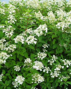 Kuutamohortensia