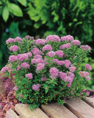 Pikkukeijuangervo 3 kpl